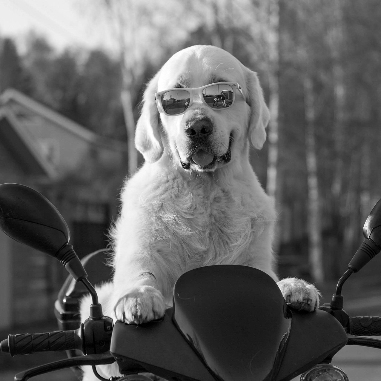 Warum der Dogscooter eine gute Beschäftigungsmöglichkeit ist