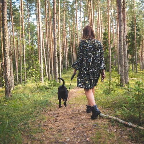 Dogtrekking erfordert Training