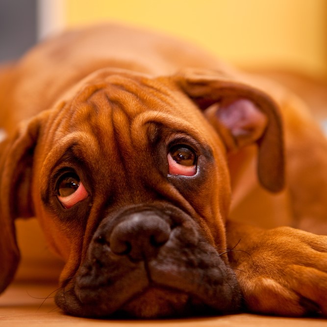 Regelmäßige Entwurmungen sind bei Hunden