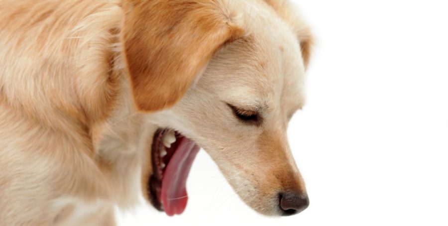 Erbrechen beim Hund