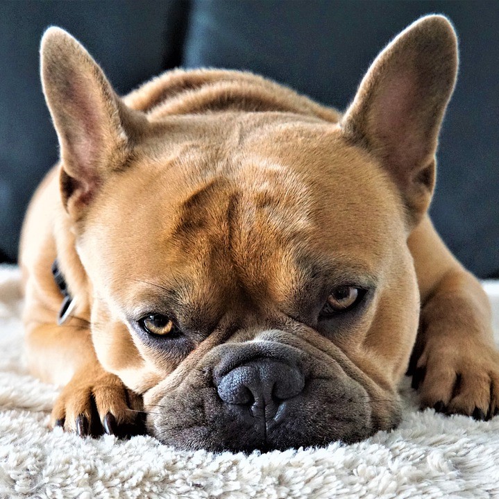 Fieber beim Hund richtig messen