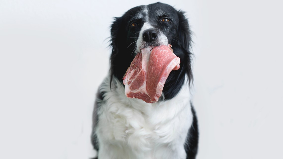 Fleisch für Hunde: Worauf ist zu achten?