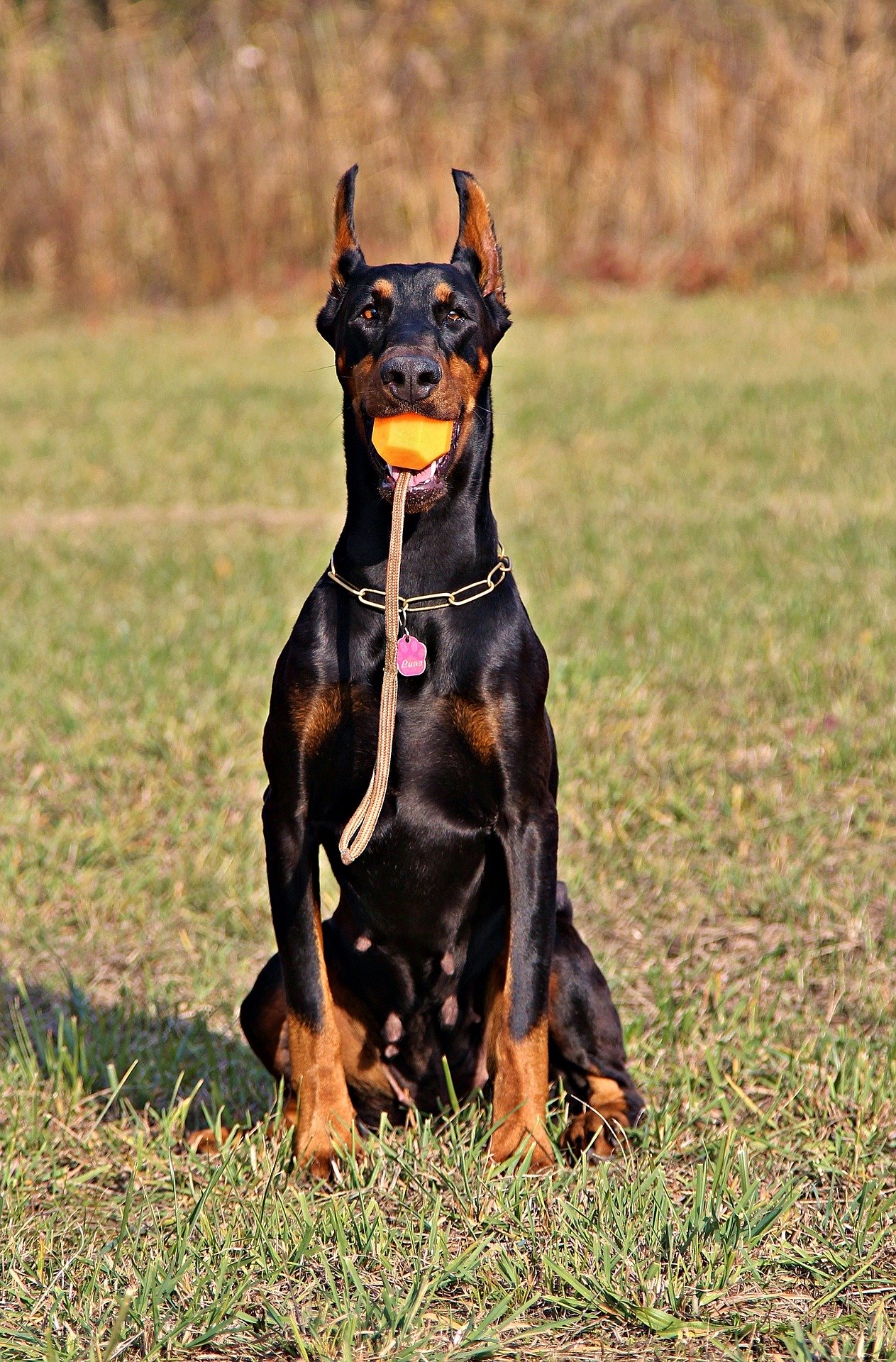 Übung macht den Flyball-Meister