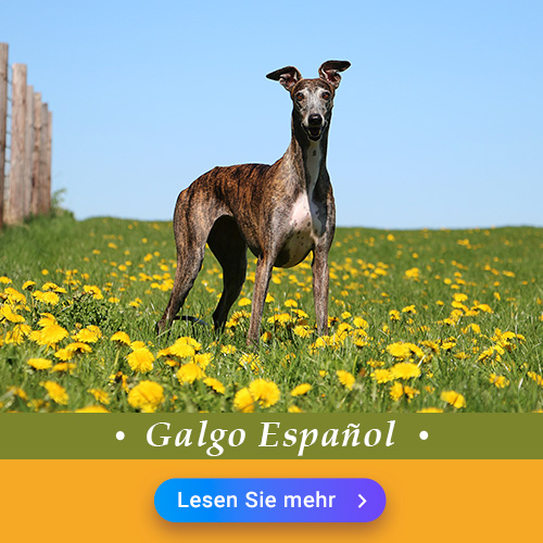 Galgo Español