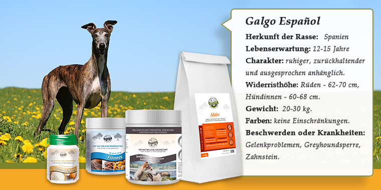 Banner mit Galgo Español
