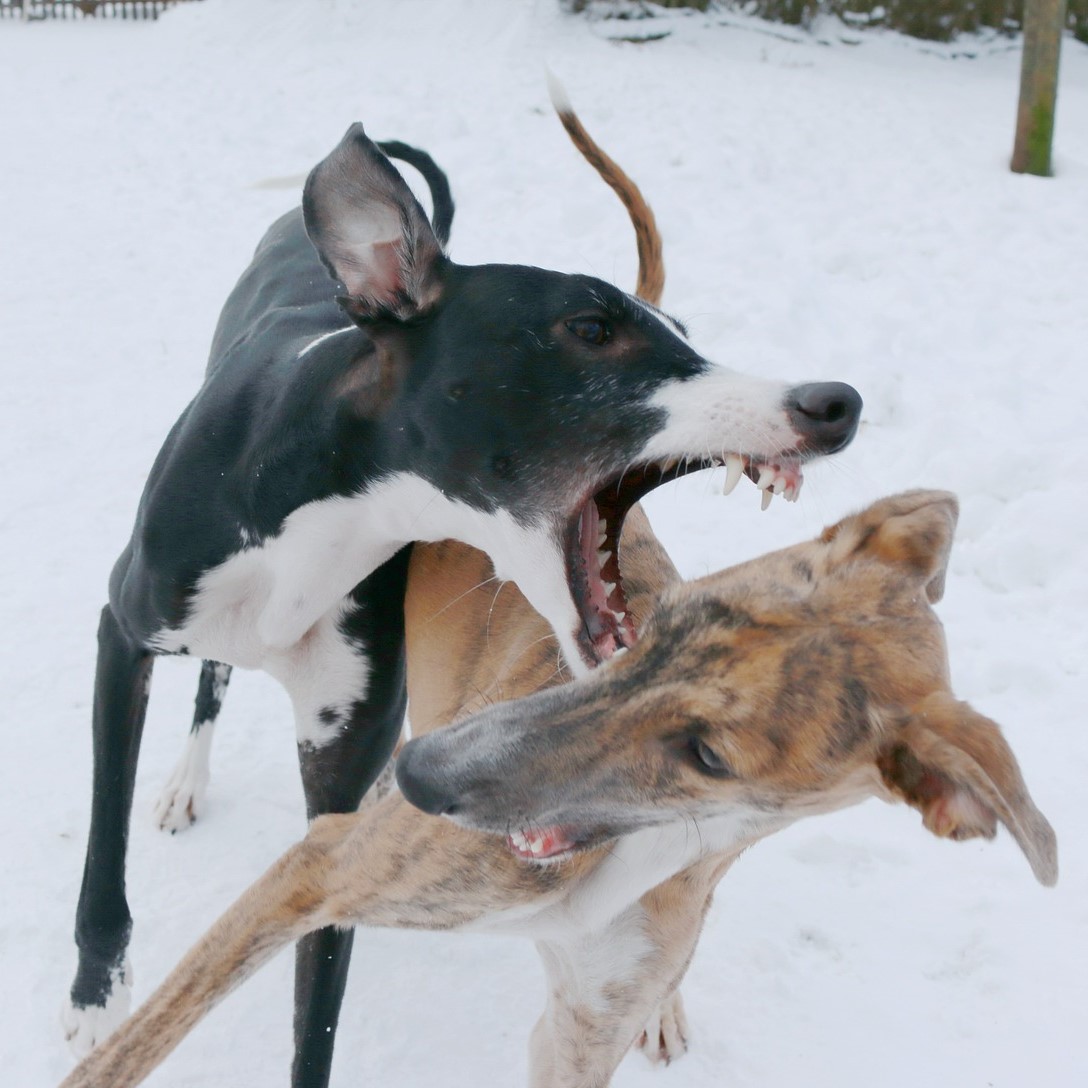 Aktivitäten mit dem Galgo Español
