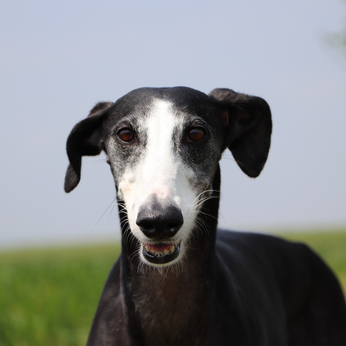 Galgo Español