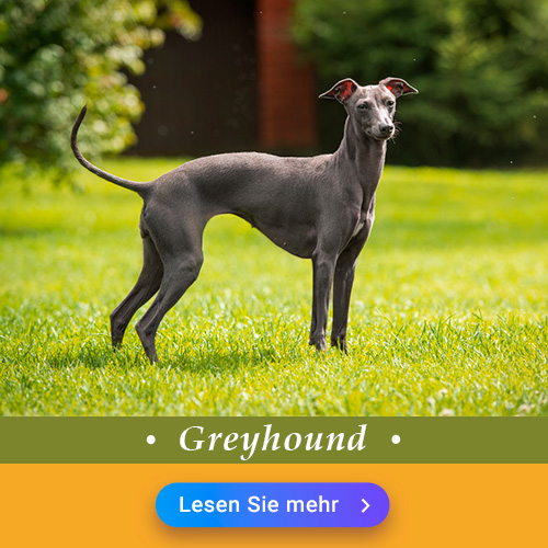 Greyhound