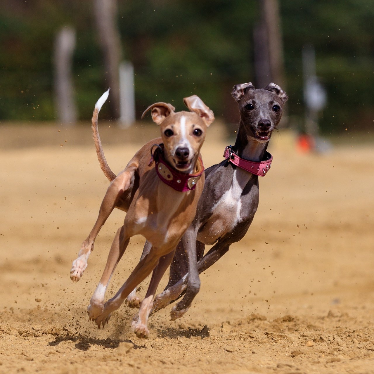 Aktivitäten mit dem Greyhound
