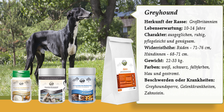 Banner mit Greyhound