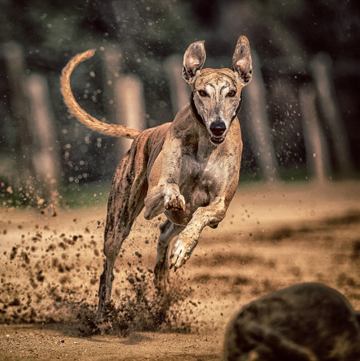 Greyhound