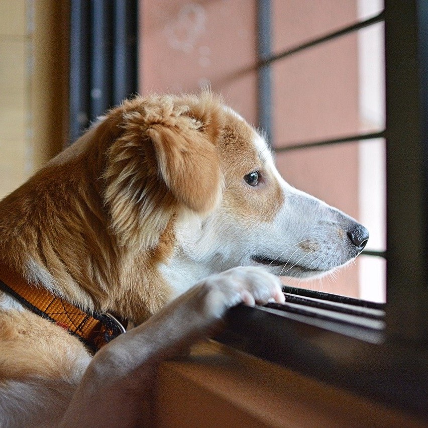 Ausgewachsene Hunde alleine lassen