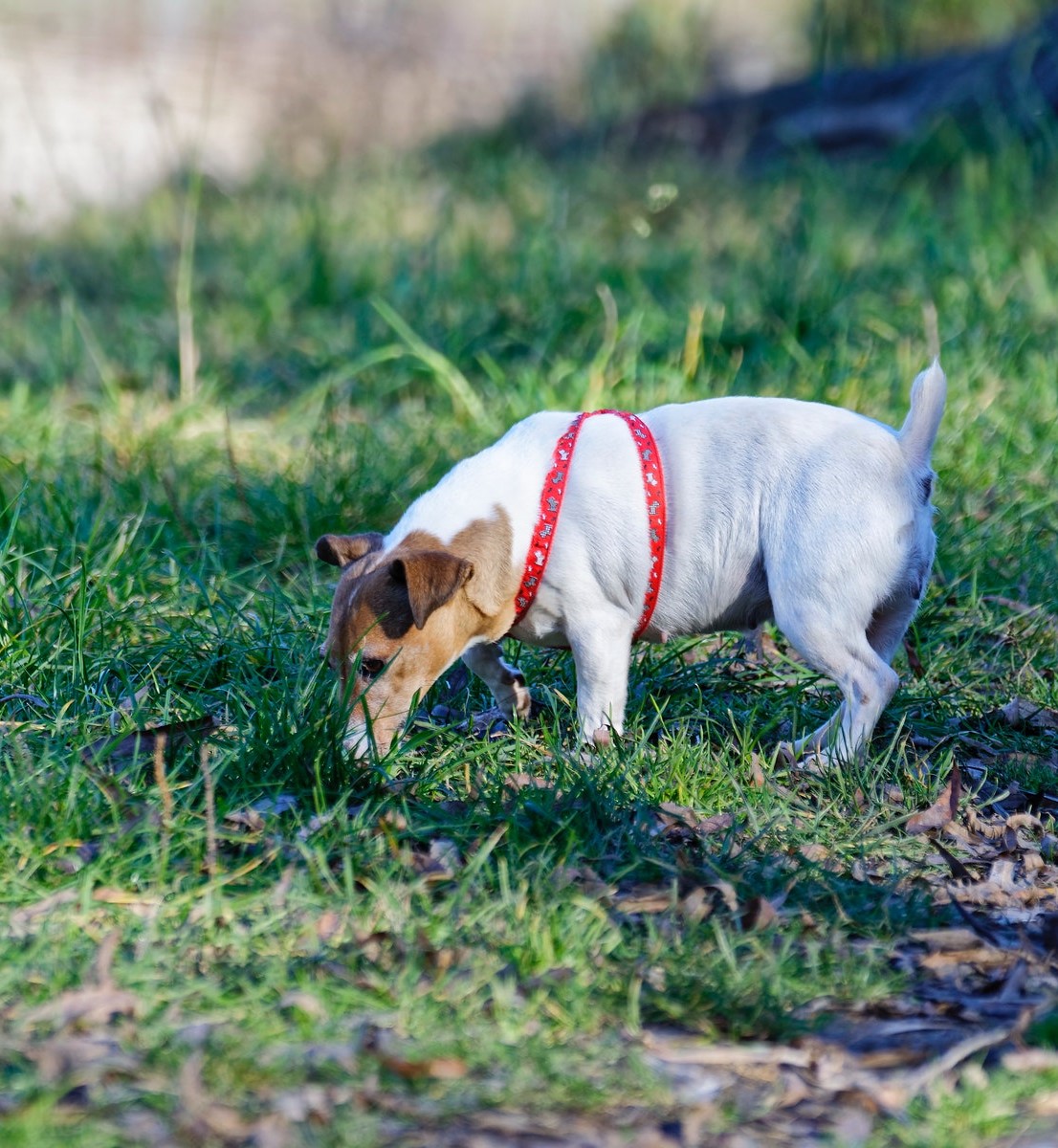 Hund frisst gras