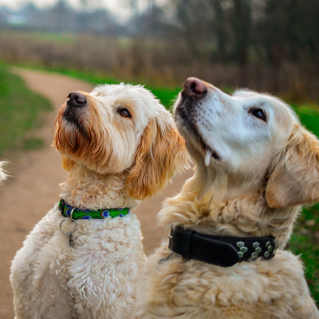 Eine Schokoladenvergiftung beim Hund vermeiden