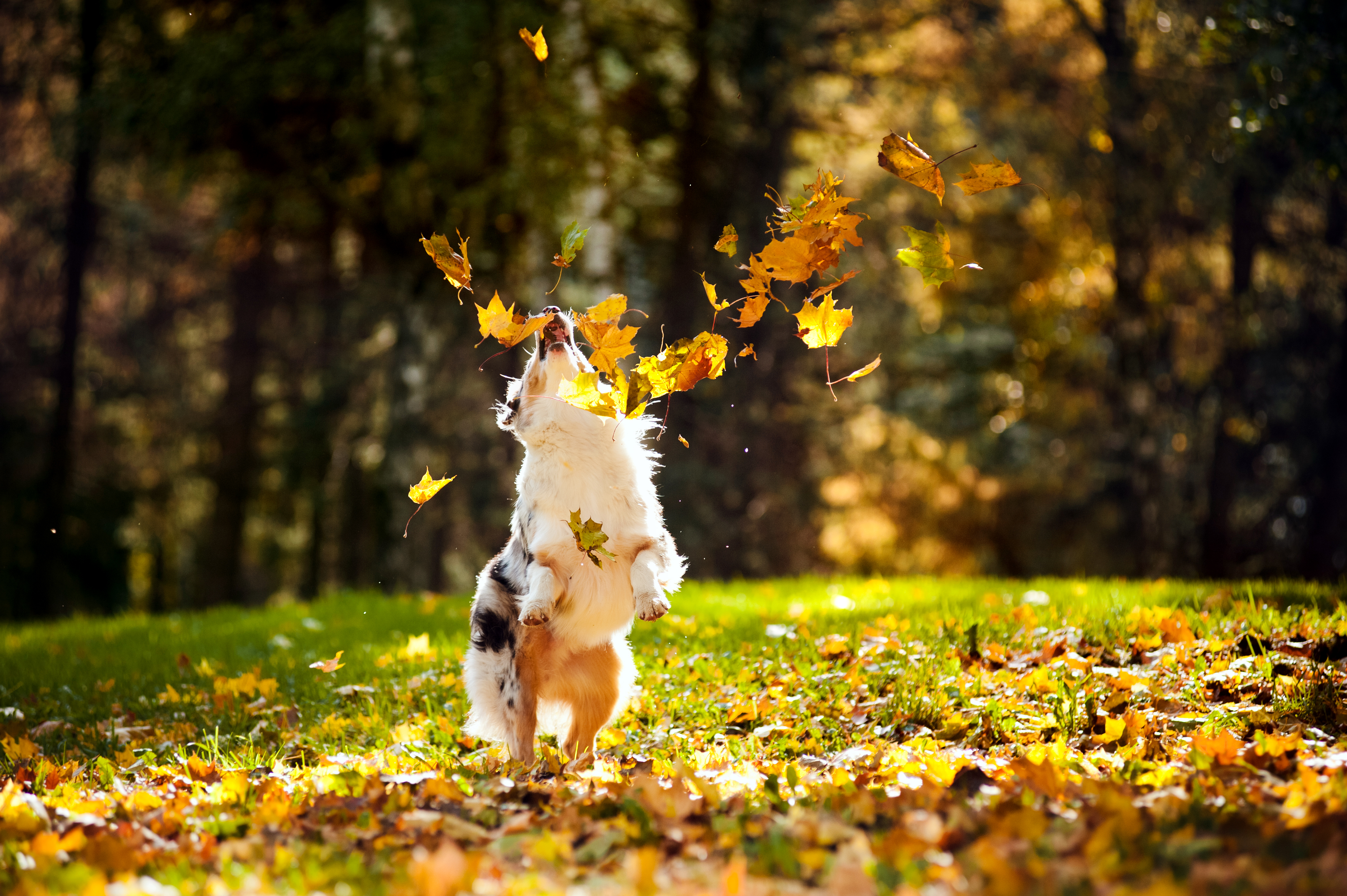 Hund im Laub
