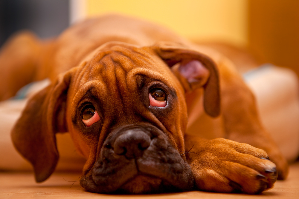 Hund liegend