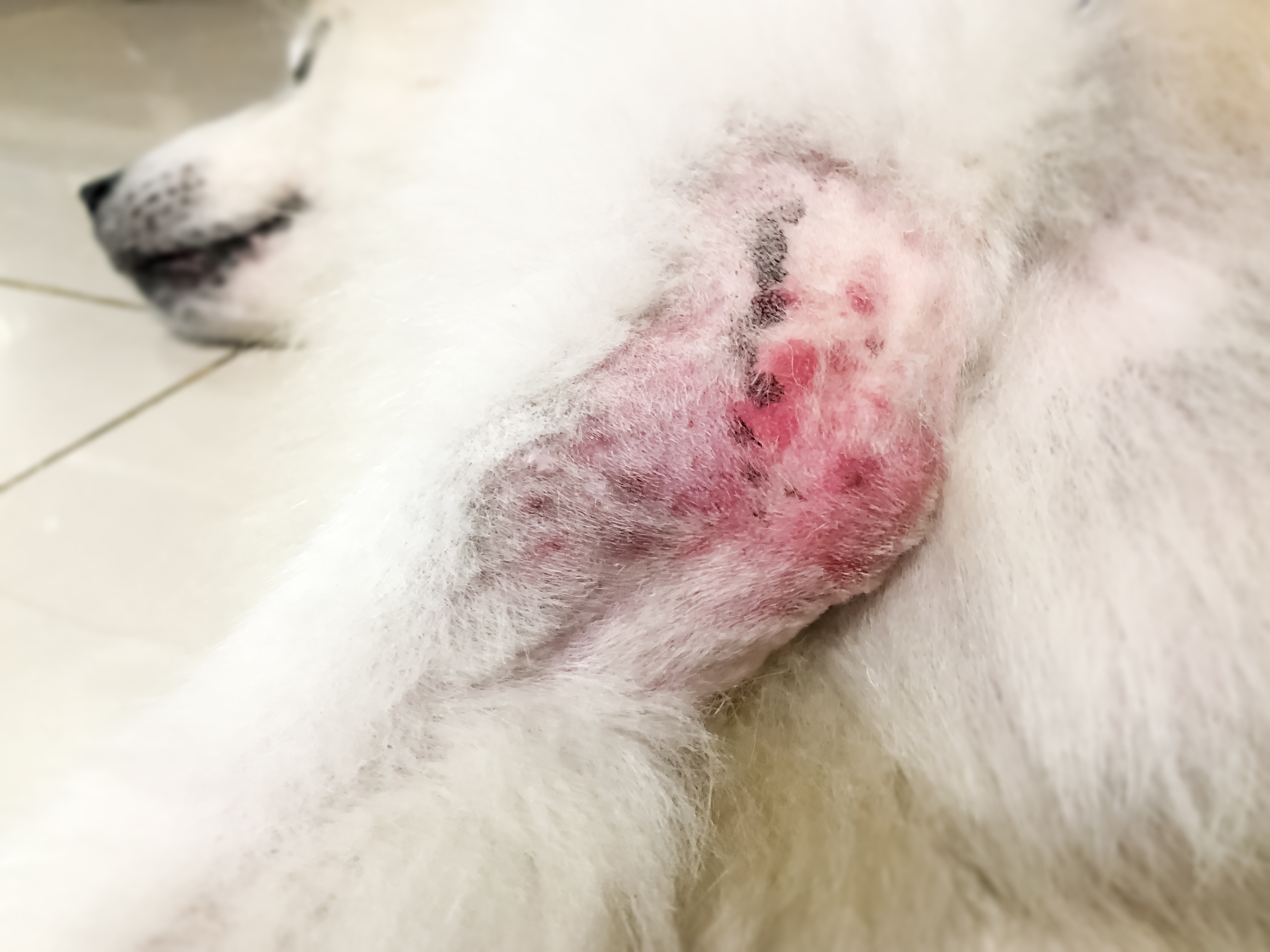 Hund mit Pilzbefall