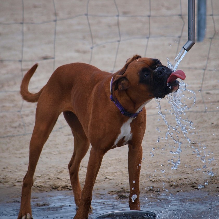 Wann der übermäßige Durst Ihres Hundes ein Fall für den Tierarzt ist