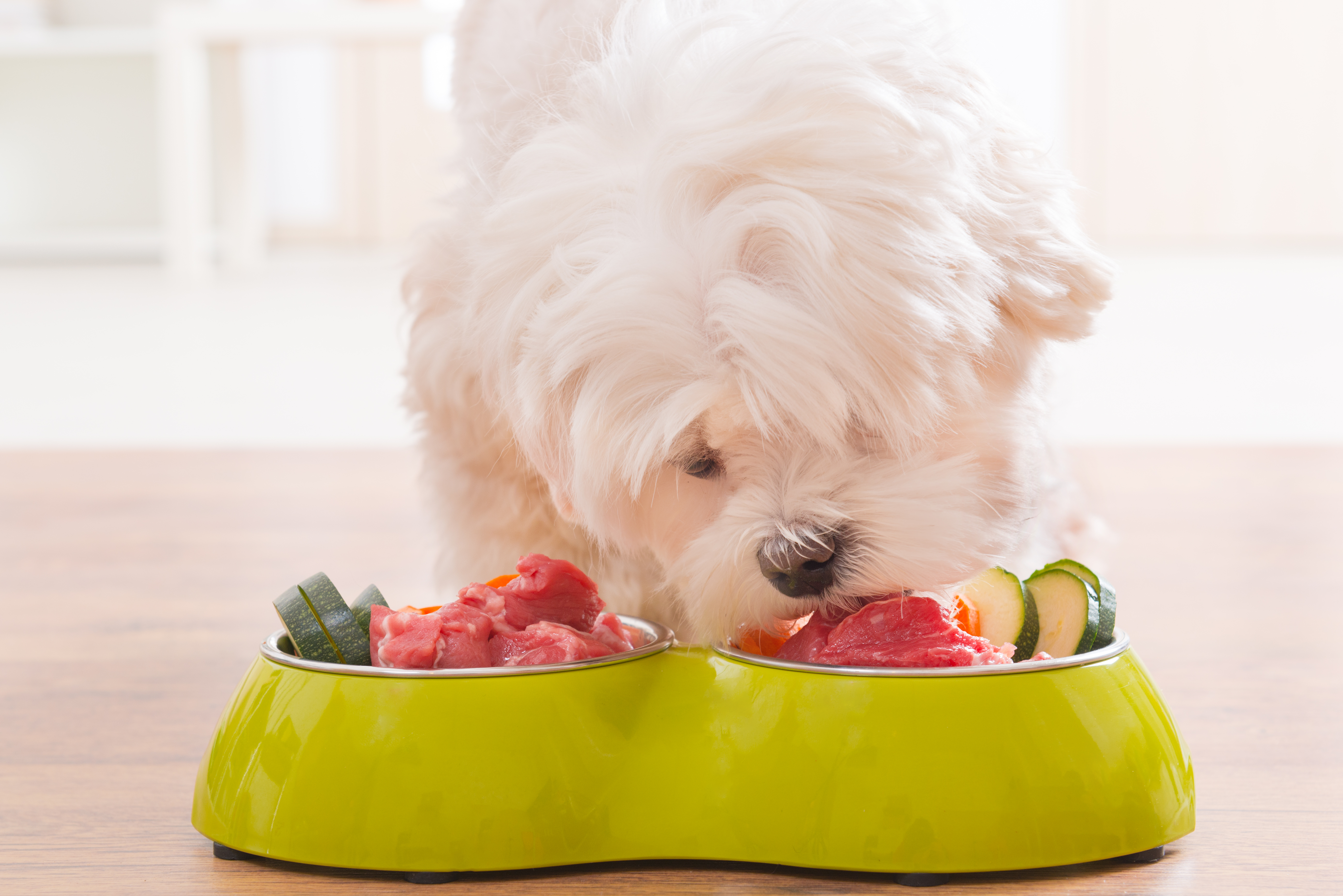 Hund und Ernährung