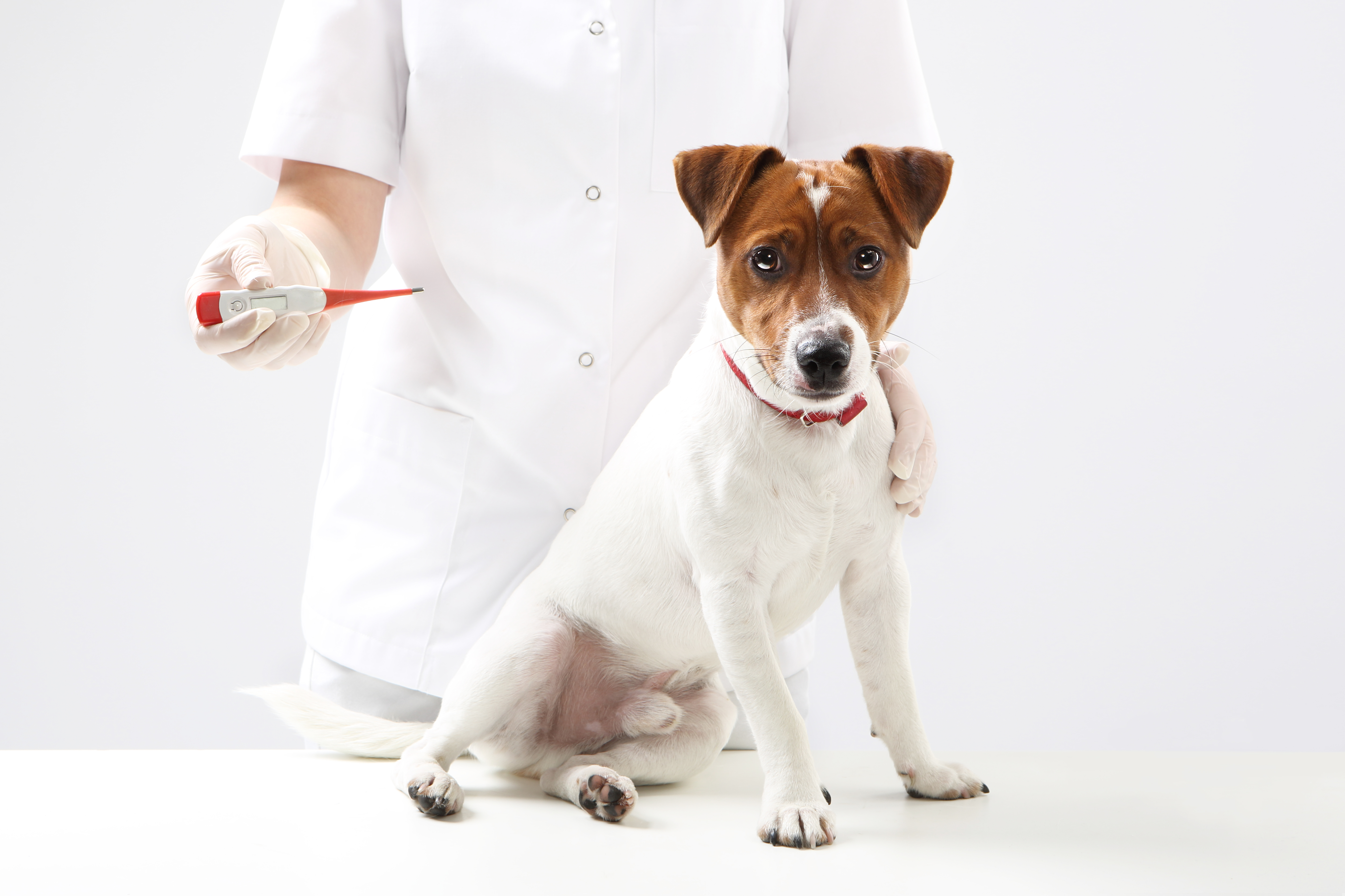 Hund und Fieber