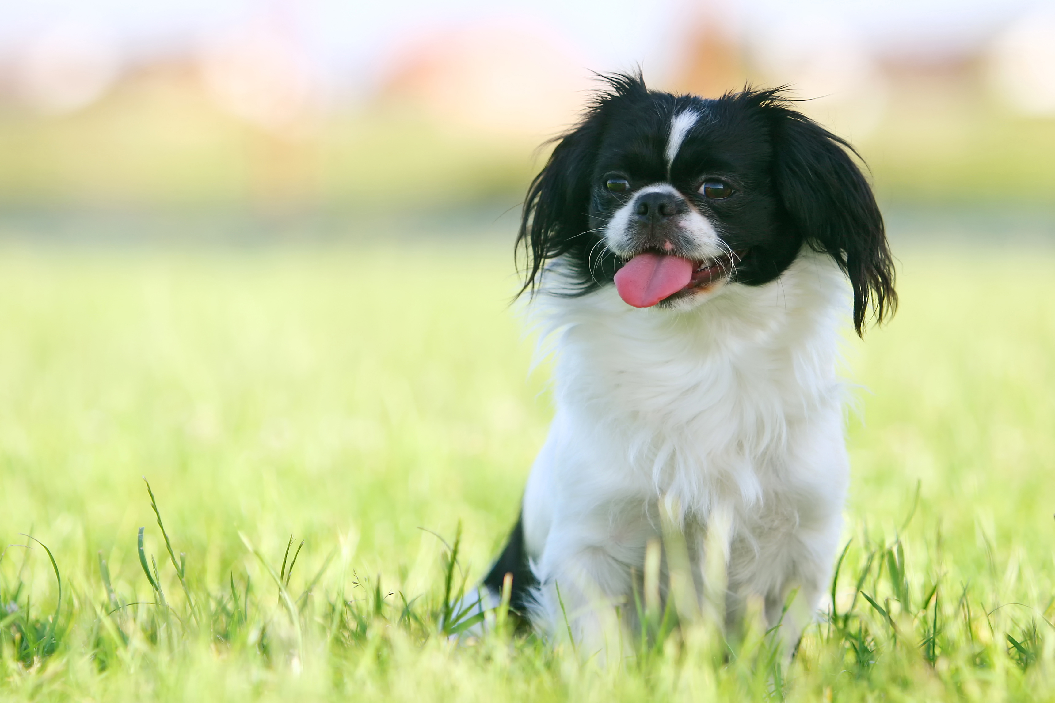 Hund und Gras