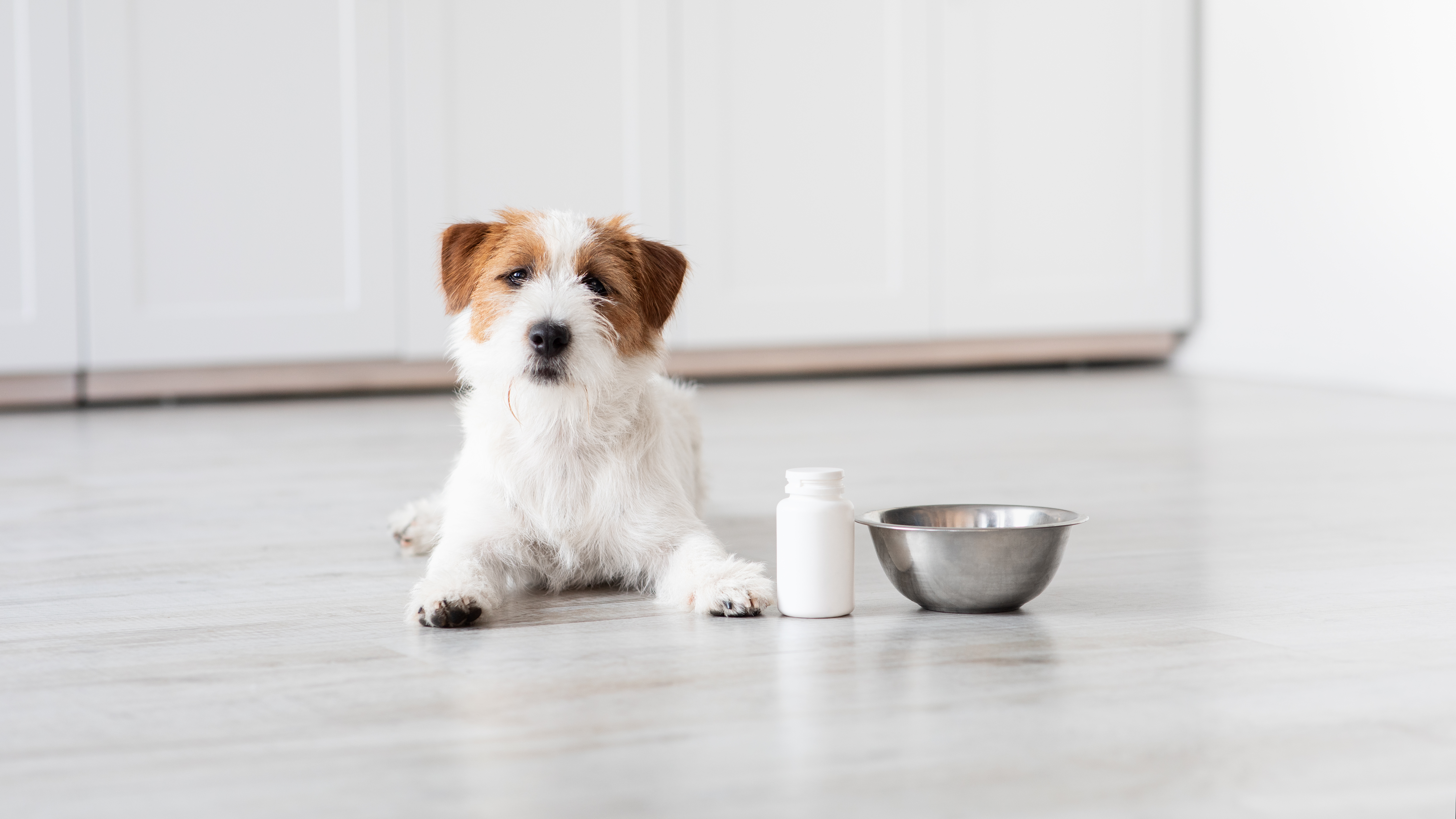 Hund und Spirulina