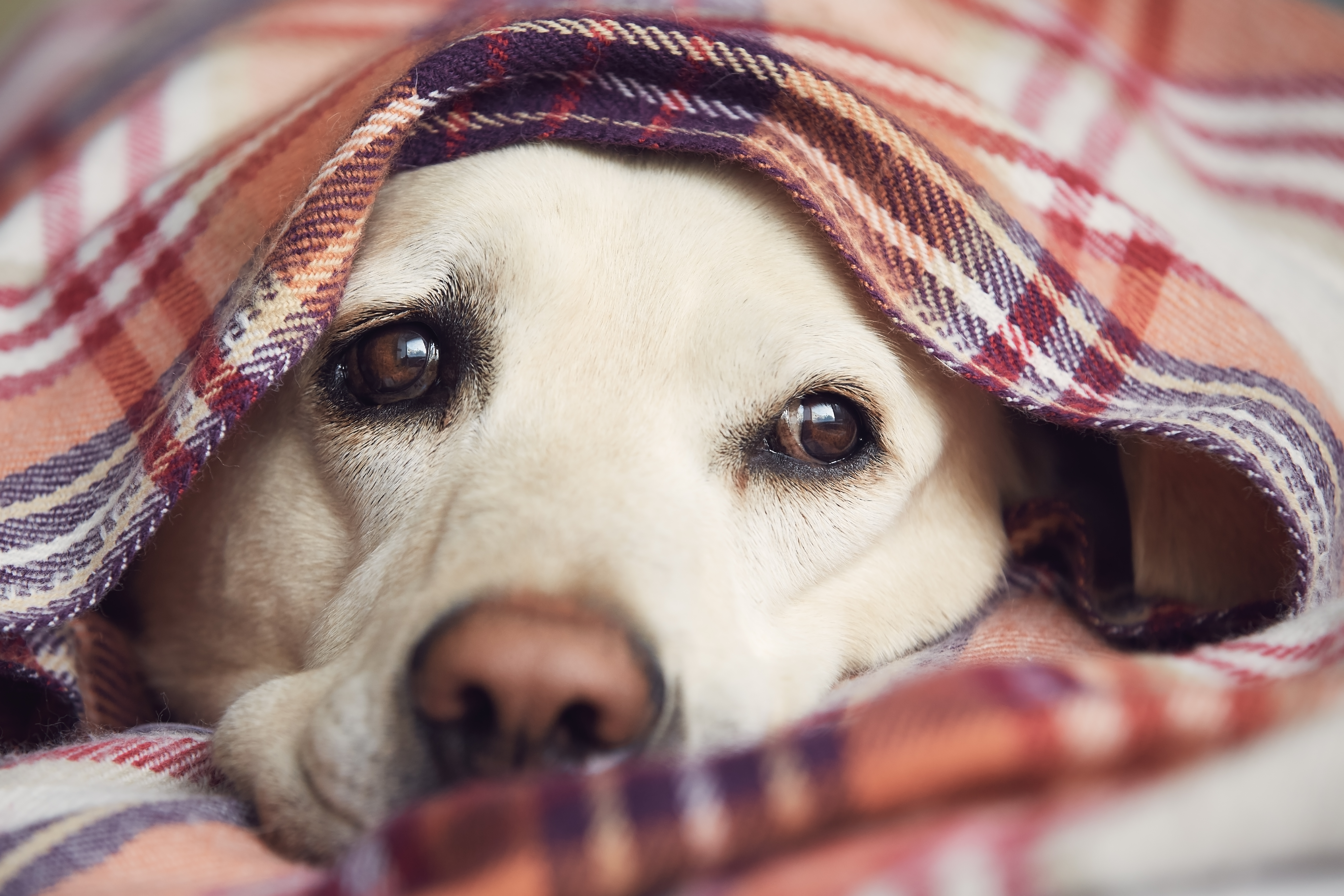 Hund zittert