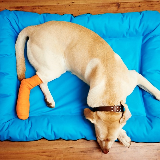 Hundekrankenversicherung