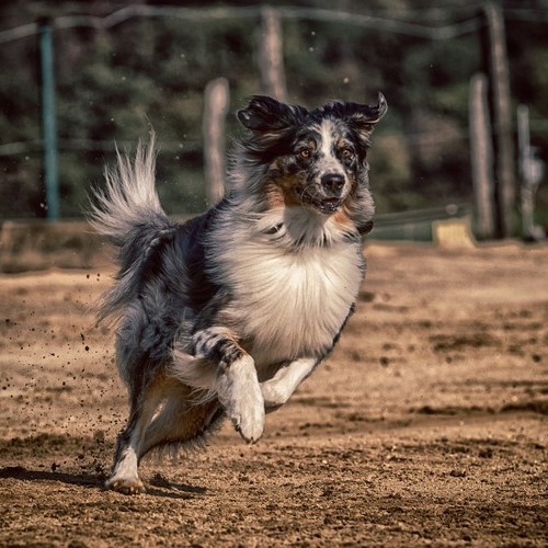 Hundesport