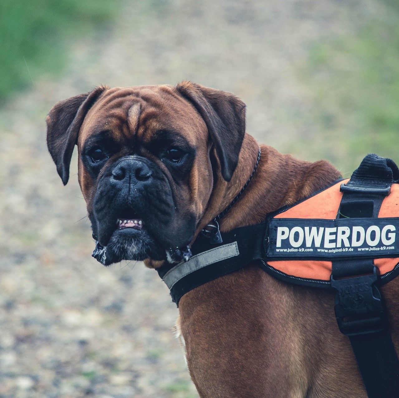 Voraussetzungen für die Teilnahme am Hundesport