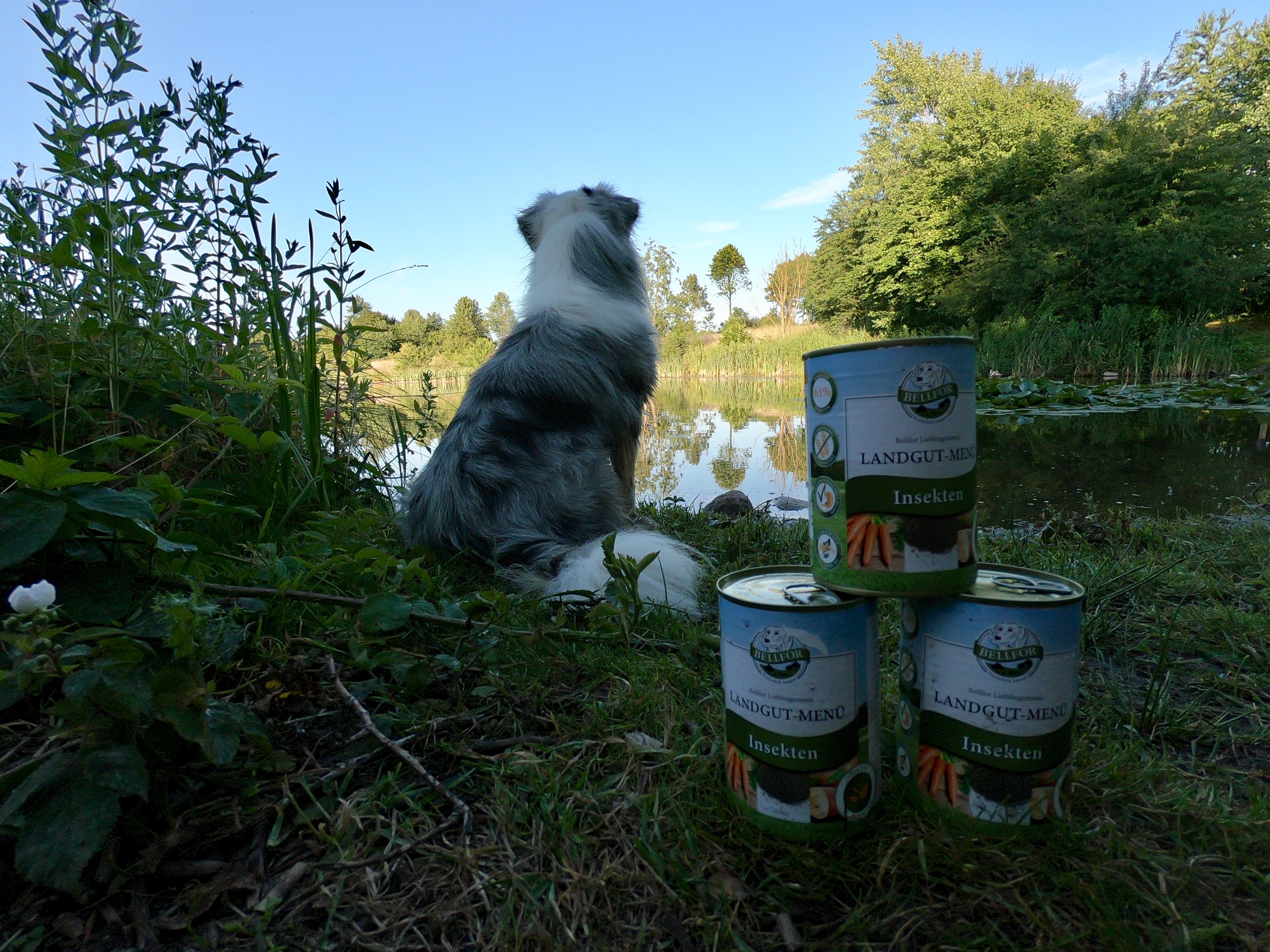 Hund Menu Insekten