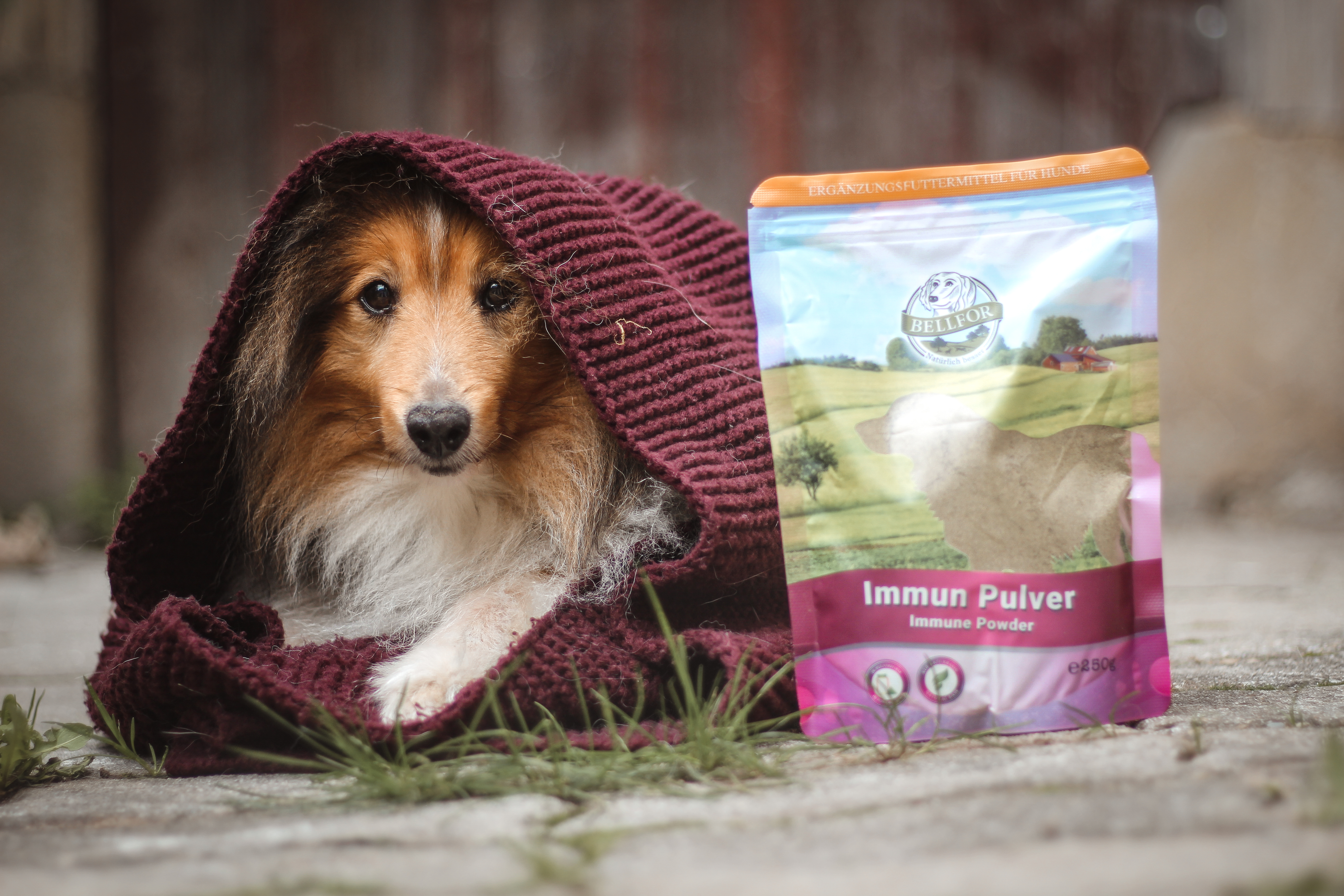Allergie beim Hund: Symptome, Behandlung und Vorbeugung