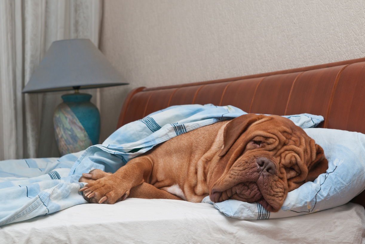 Immunsystem beim Hund