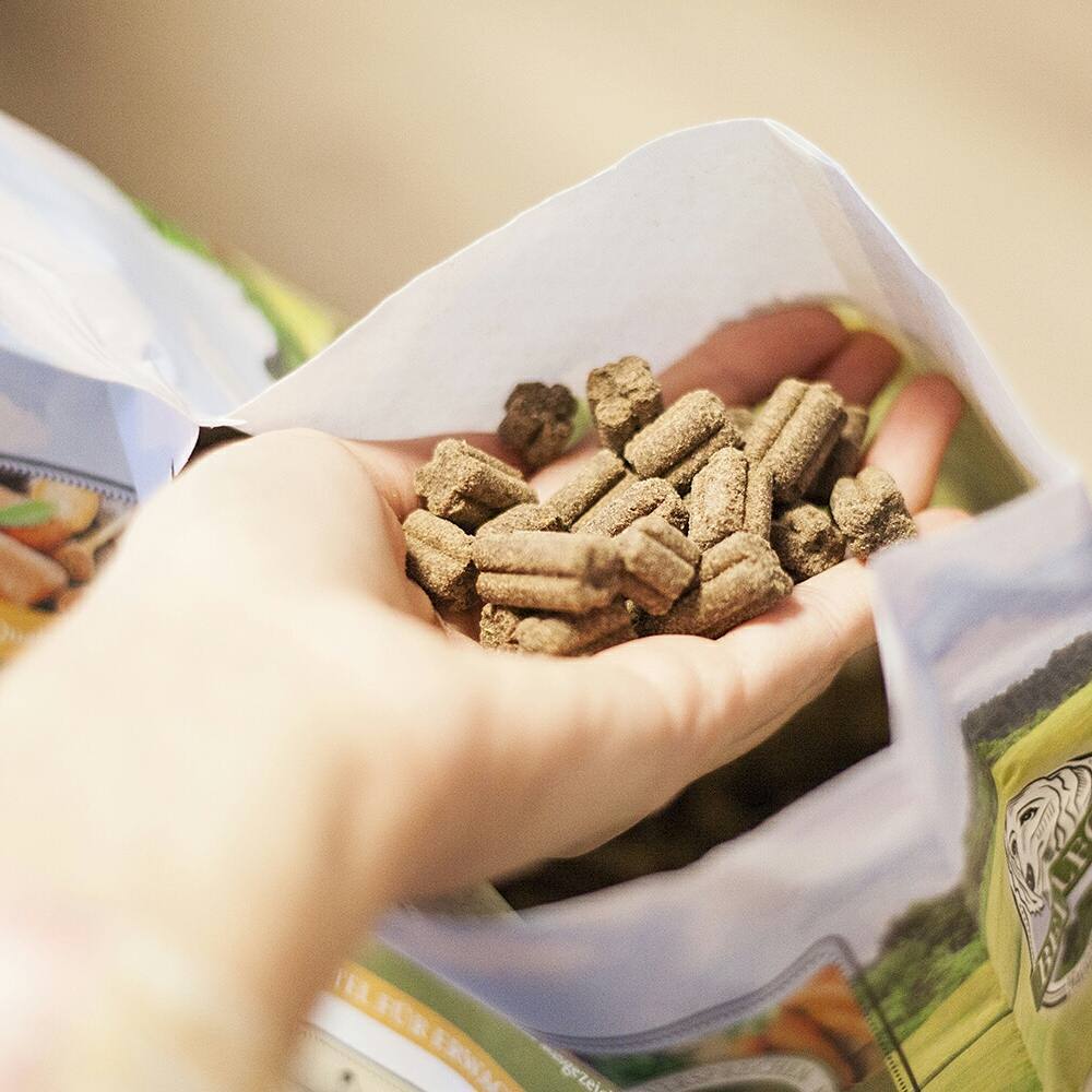 Hundefutter mit Insektenprotein