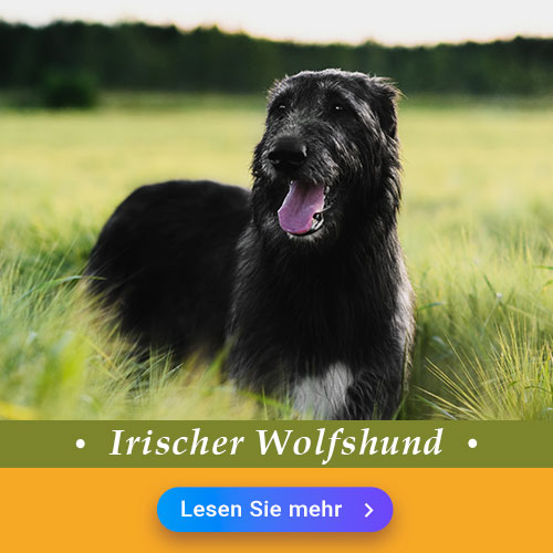 Irischer Wolfshund