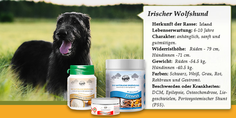 Banner mit Irischer Wolfshund