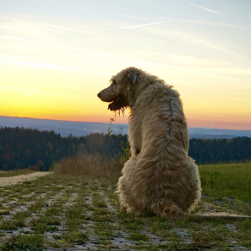 Irischer Wolfshund Wesen und Charakter