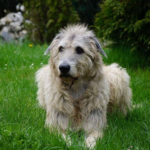Irischer Wolfshund