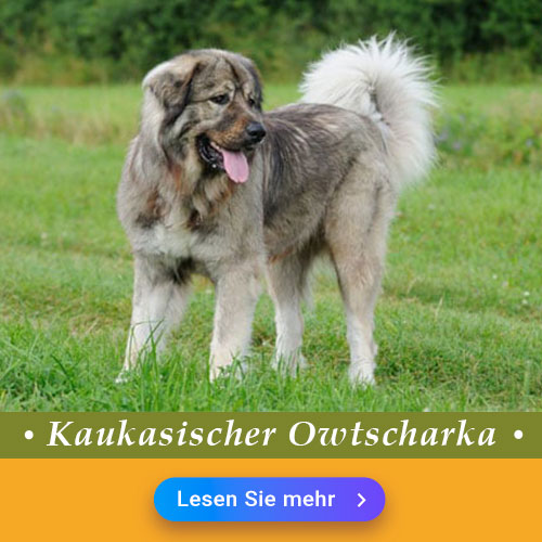 Kaukasischer Owtscharka