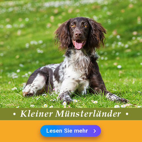 Kleiner Münsterländer