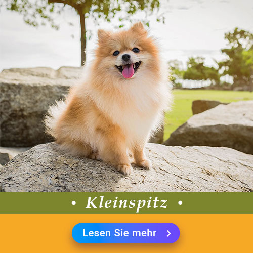 Kleinspitz