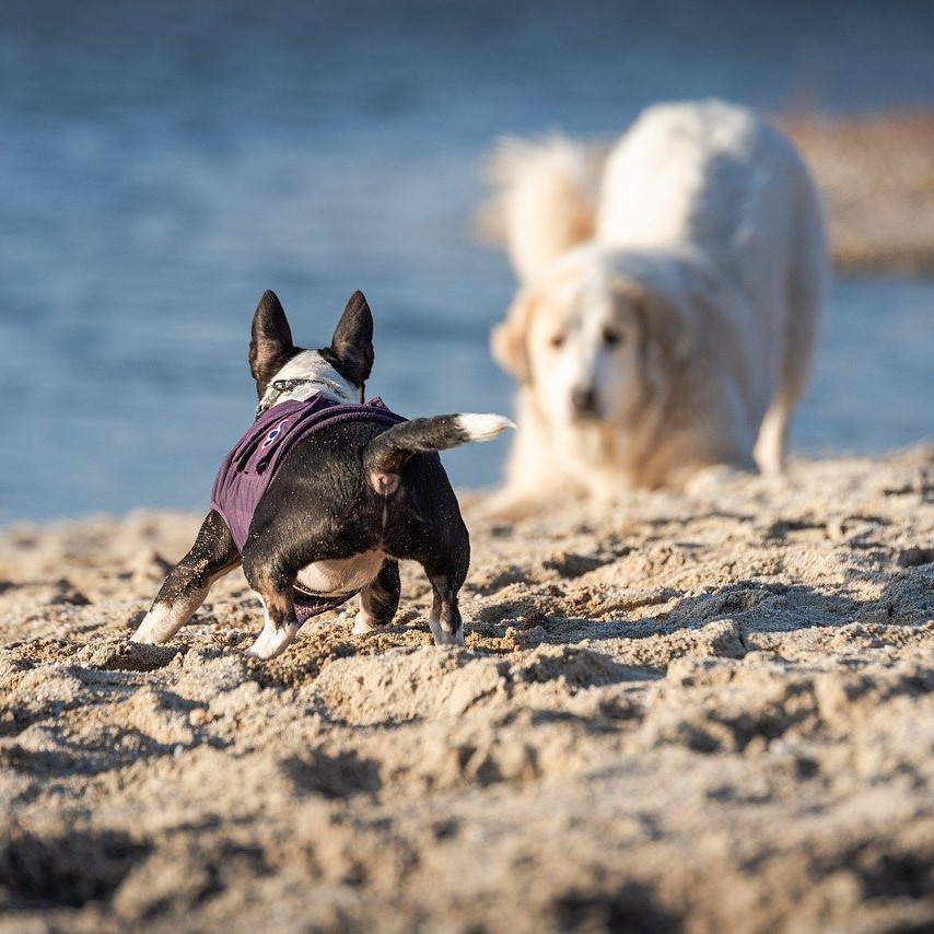 Hund mit Kreuzbandriss ist ein Fall für den Tierarzt