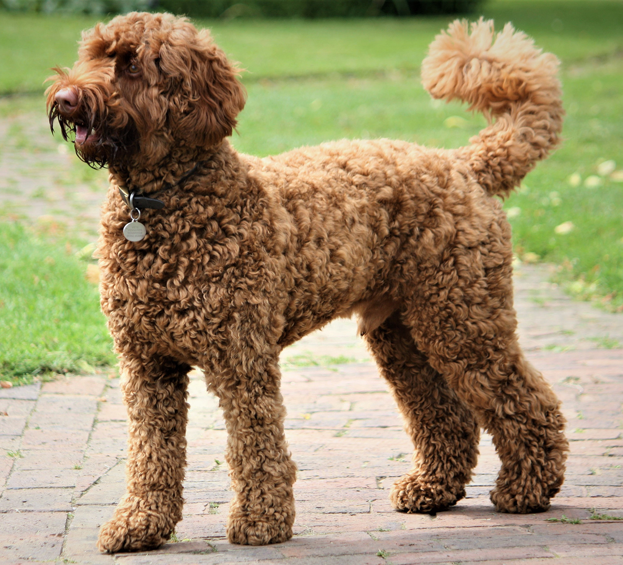 Merkmale des Labradoodle