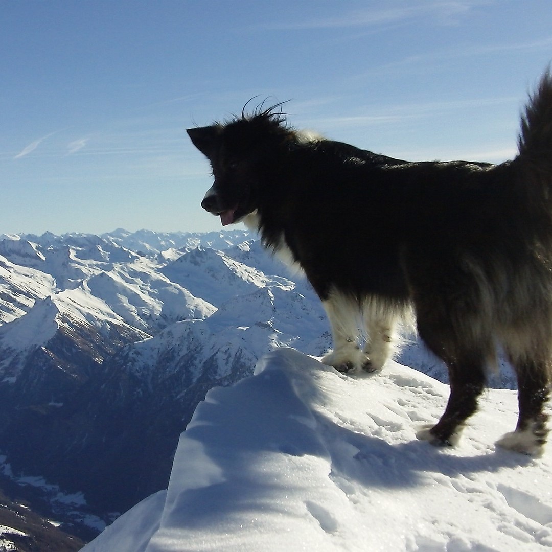 Die Ausbildung zum Lawinenhund