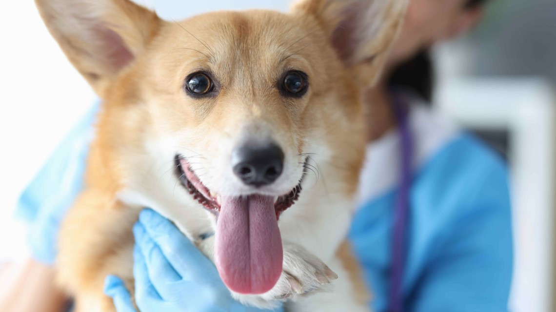 Leberprobleme-beim-Hund-Ursachen-Symptome-und-Tipps