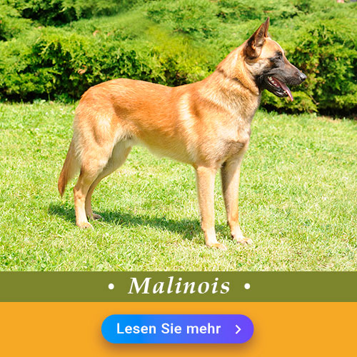 Malinois