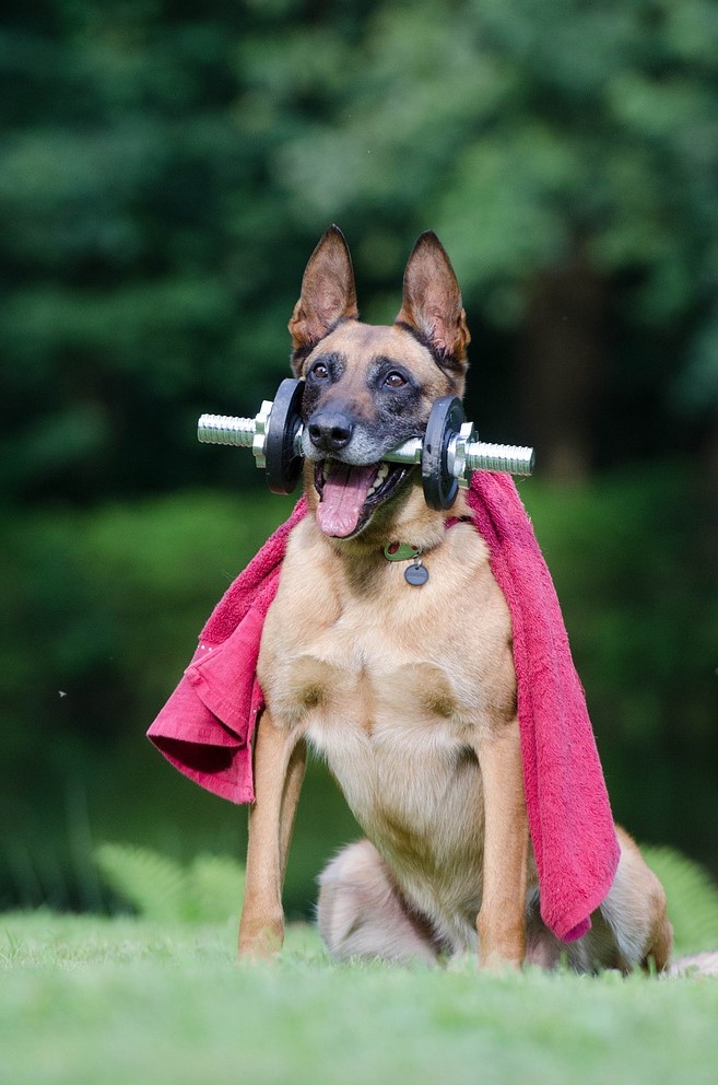 Aktivitäten mit dem Malinois