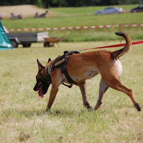 Mantrailing