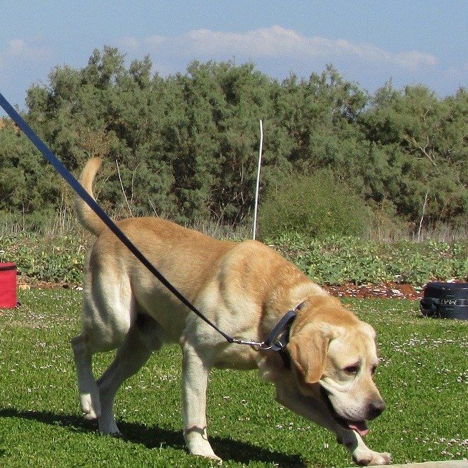 Welche Hunde sind für Mantrailing geeignet