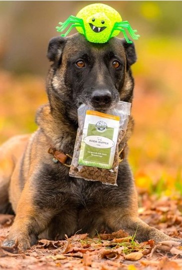 Hund mit snacks